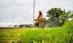 desmalezado y desmatono